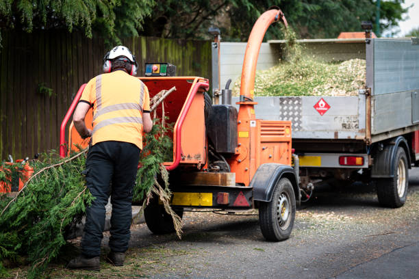 Trusted Iola, KS Tree Care Services Experts