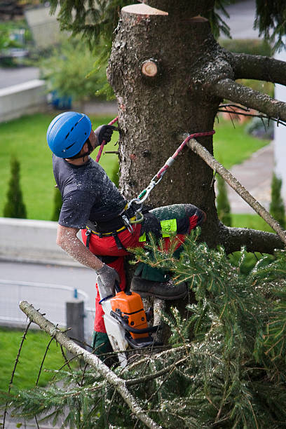 Best Tree Maintenance Programs  in Iola, KS